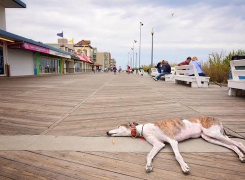 Greyhounds Reach the Beach