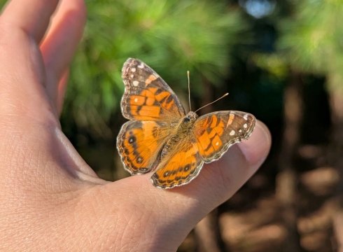 iNaturalist Bioblitz