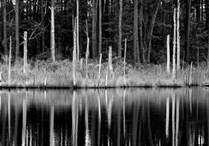 Ghost Forest: Photography by Sherry Insley