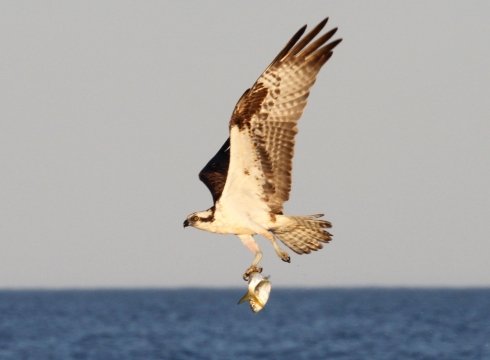 Osprey Watch