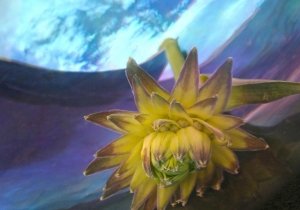 Nature Portraits: Works by Cathy Leaycraft