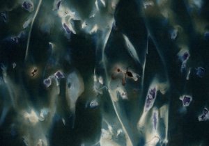 Nocturne in Blue: Work by John Steck