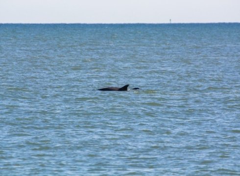 Dolphin Watch