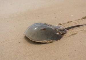 An Evening with Horseshoe Crabs