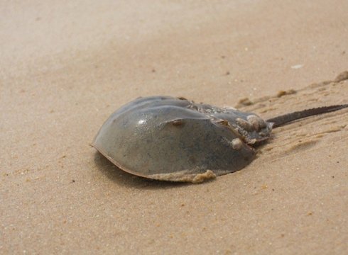An Evening with Horseshoe Crabs