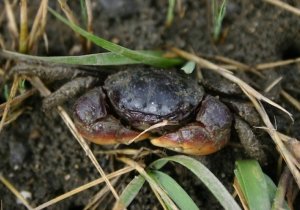 Creatures of the Marsh