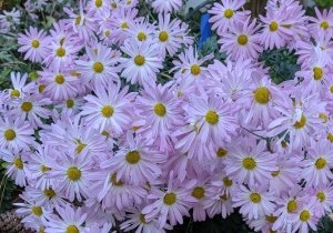 Garden Open Day for Fall Color