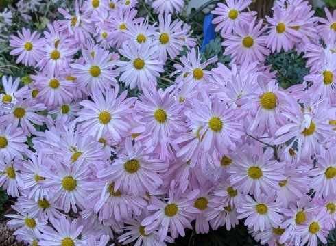 Garden Open Day for Fall Color