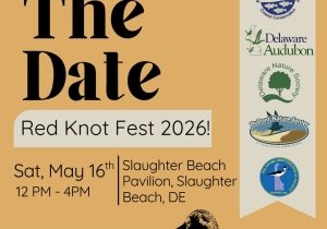 Red Knot Fest 2026