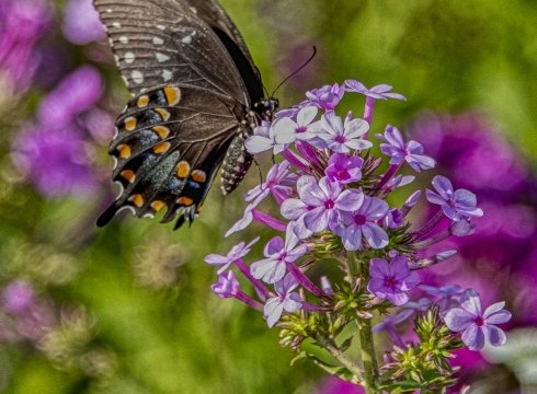 Butterflies & Blooms Class