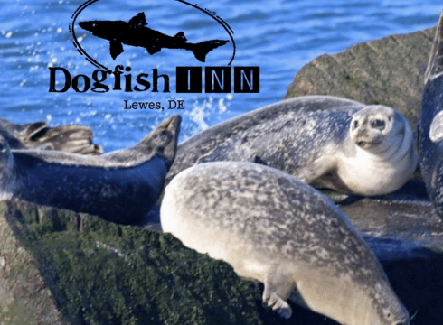 9th annual Winter Delmarva Dogfish BirdINNg Weekend