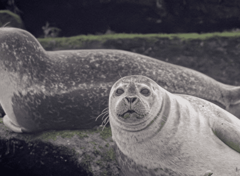 Scoters & Seals Boat Tour