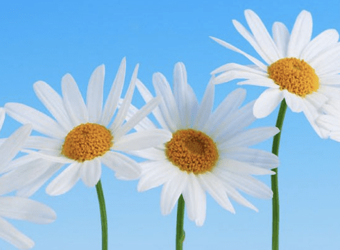 Trap Pond State Park - Slinging Daisies