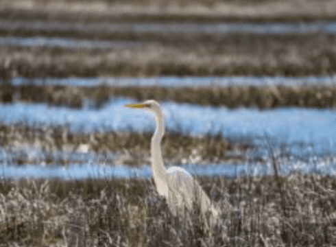 Mysteries of the Marsh