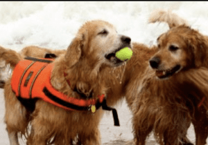 Dewey’s Golden Jubilee