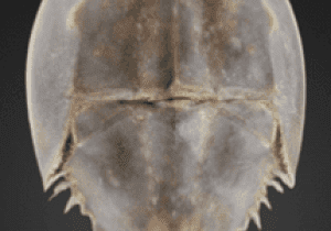 International Horseshoe Crab Day
