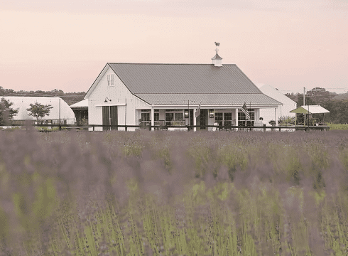 Lavender and Lambs
