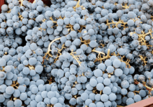5th Annual Grapetoberfest