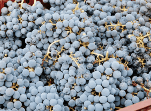 5th Annual Grapetoberfest