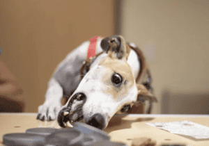 Greyhounds Reach the Beach