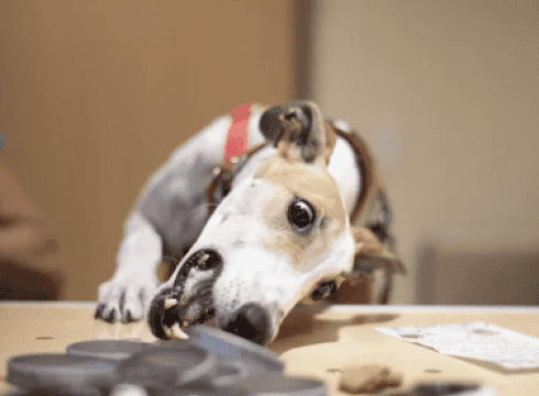 Greyhounds Reach the Beach