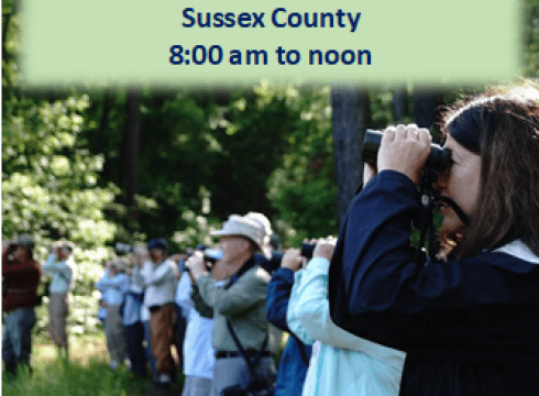 Birding Tour- Great Cypress Swamp