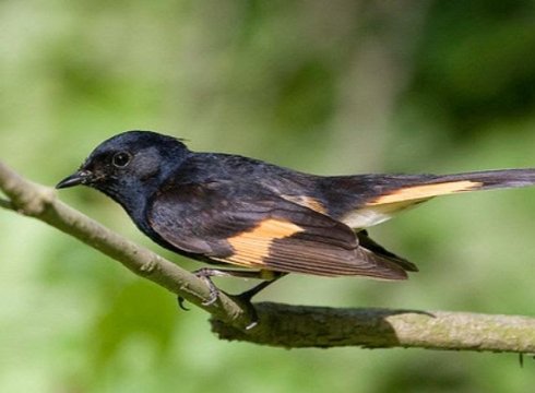 Spring Birding Weekend