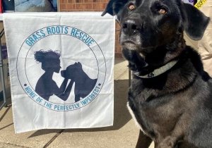 Yappy Hour with Grass Roots Rescue