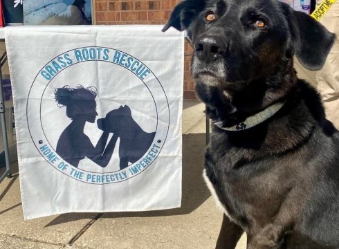 Yappy Hour with Grass Roots Rescue