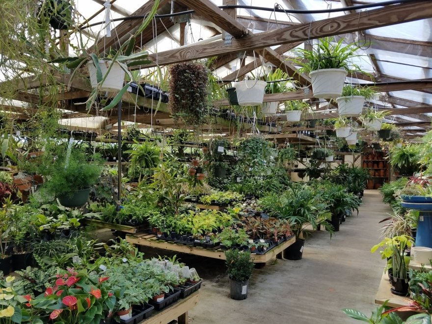 Pepper Greenhouses