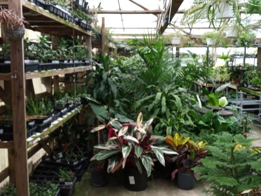 Pepper Greenhouses