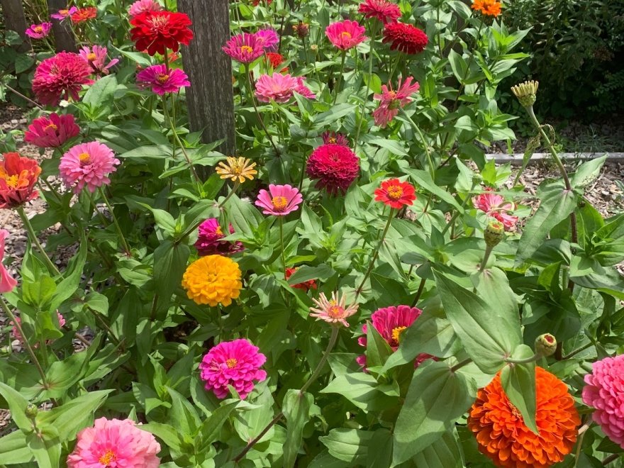 Good Earth Market & Organic Farm
