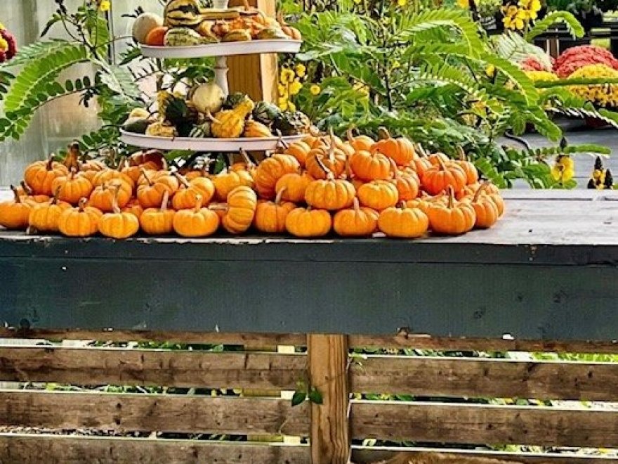 Garden Shack Farm
