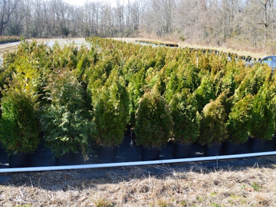 Don's Tree Farm - Off Season Call Ahead