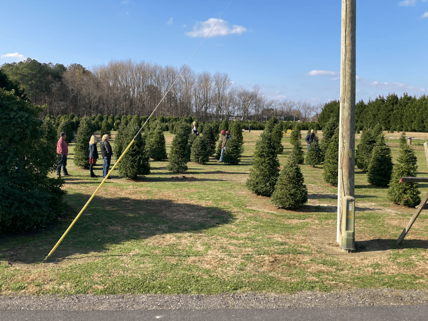 Don's Tree Farm - Off Season Call Ahead