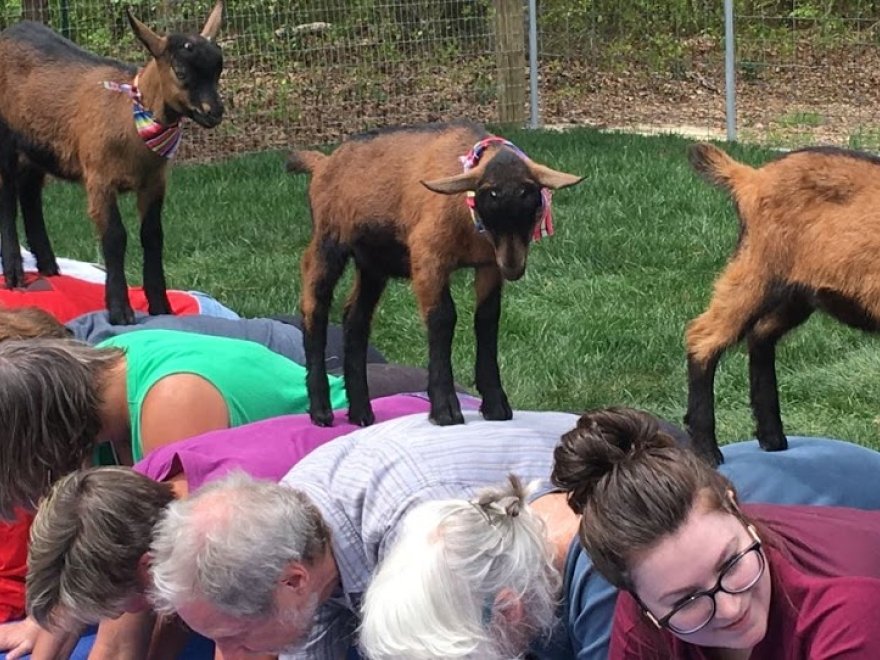 Goat Joy