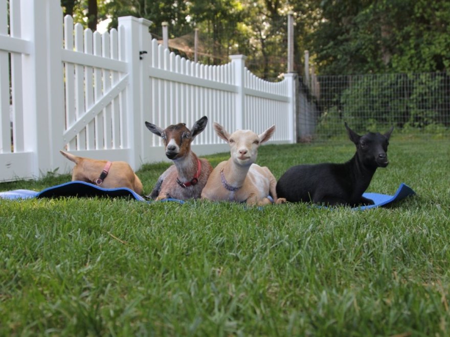 Goat Joy