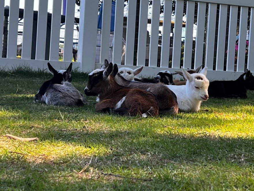 Goat Joy