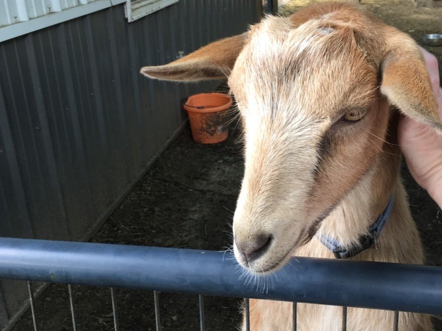 Goat Joy