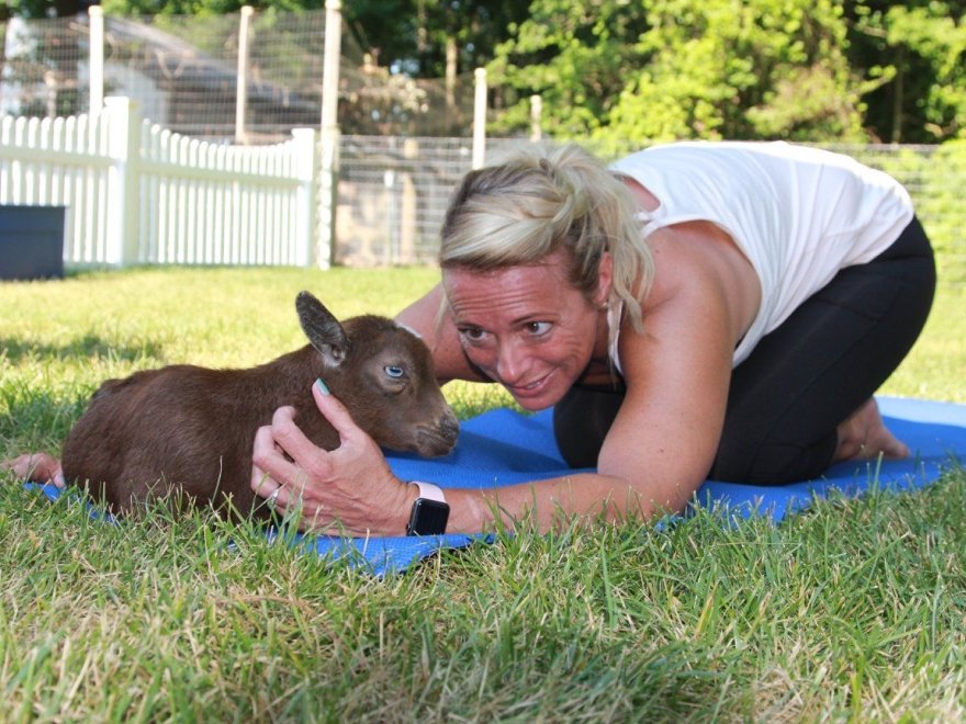 Goat Joy