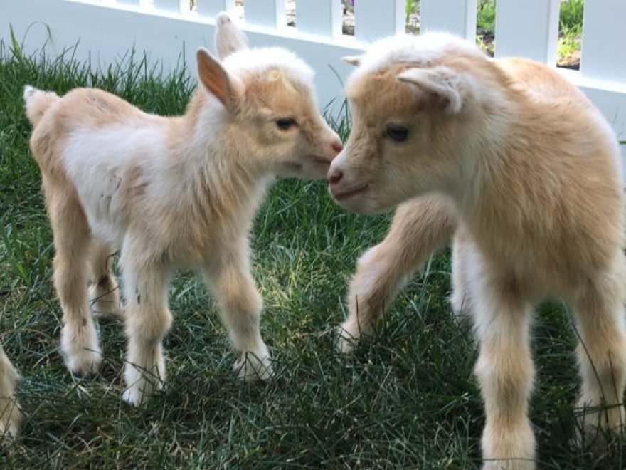 Goat Joy