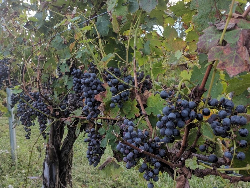 Nassau Valley Vineyards-Winery