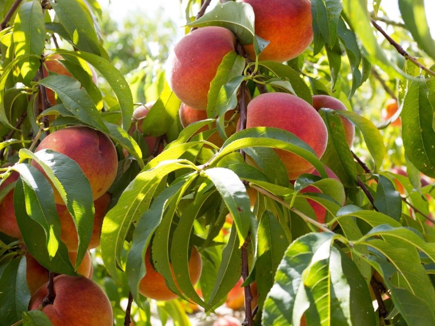 Bennett Orchards