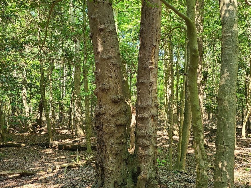 James Farm Ecological Preserve