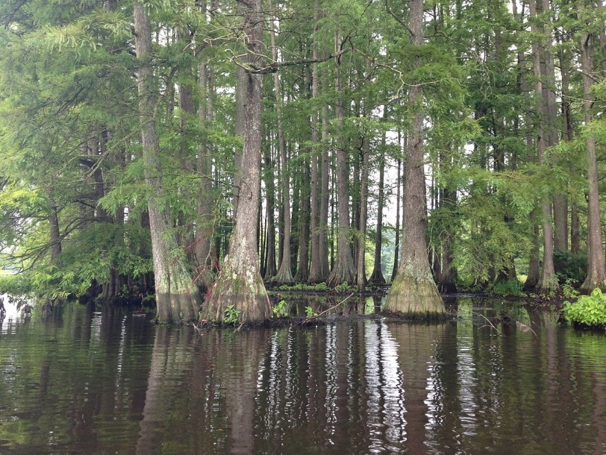 Great Cypress Swamp