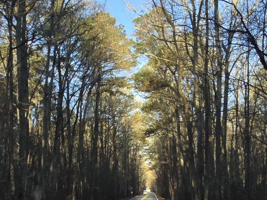 Great Cypress Swamp