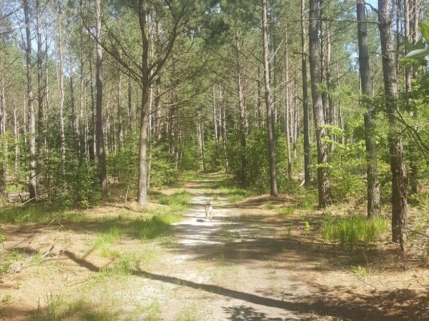 Redden State Forest